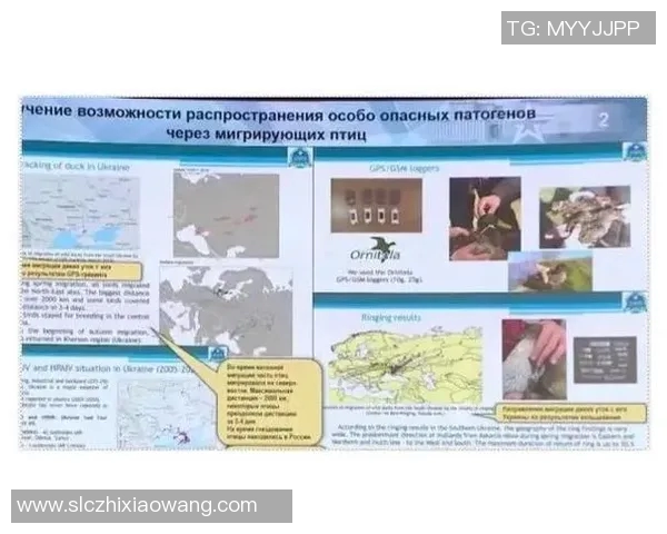 现役乌克兰足球明星身价分析及其在国际足坛的影响力探讨